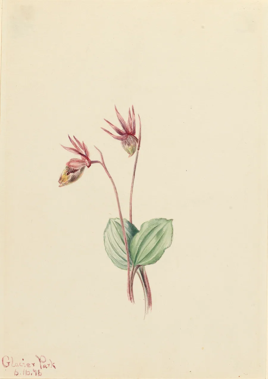 Calypso (Cytherea bulbosa) by Mary Vaux Walcott, born Philadelphia, PA 1860-died St. Andrews, New Brunswick, Canada 1940