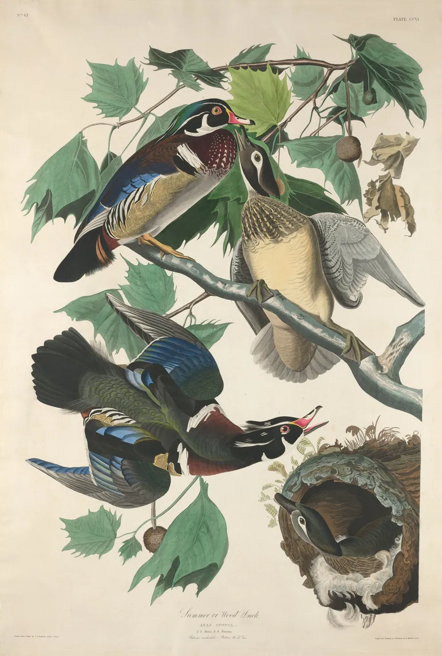 Summer or Wood Duck by Robert Havell, Jr.