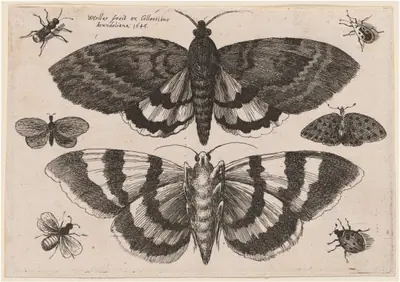 Two Moths and Six Insects