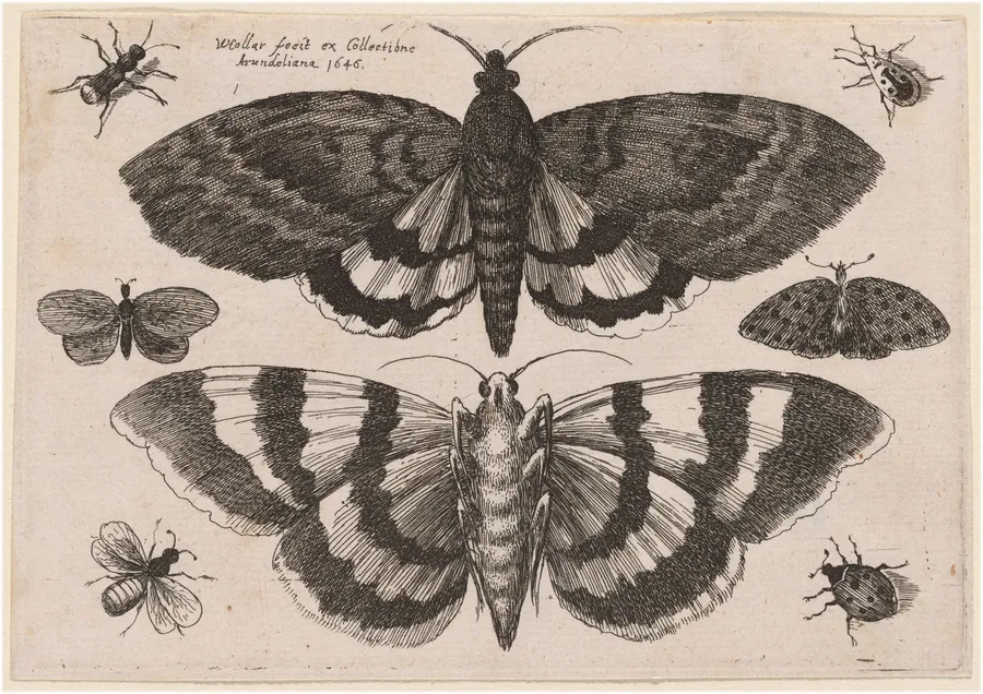 Two Moths and Six Insects by Wenceslaus Hollar