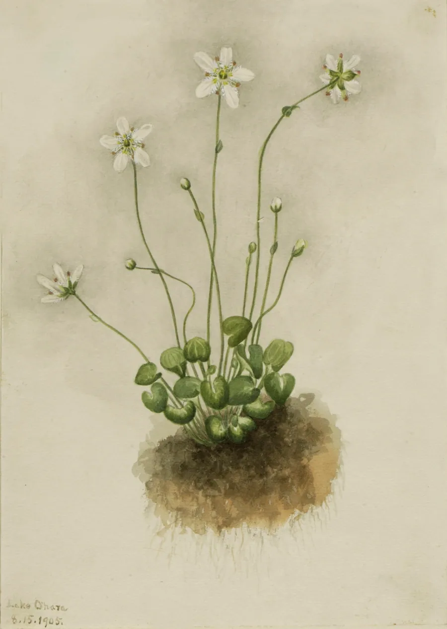 Fringed Parnassia (Parnassia fimbriata) by Mary Vaux Walcott, born Philadelphia, PA 1860-died St. Andrews, New Brunswick, Canada 1940