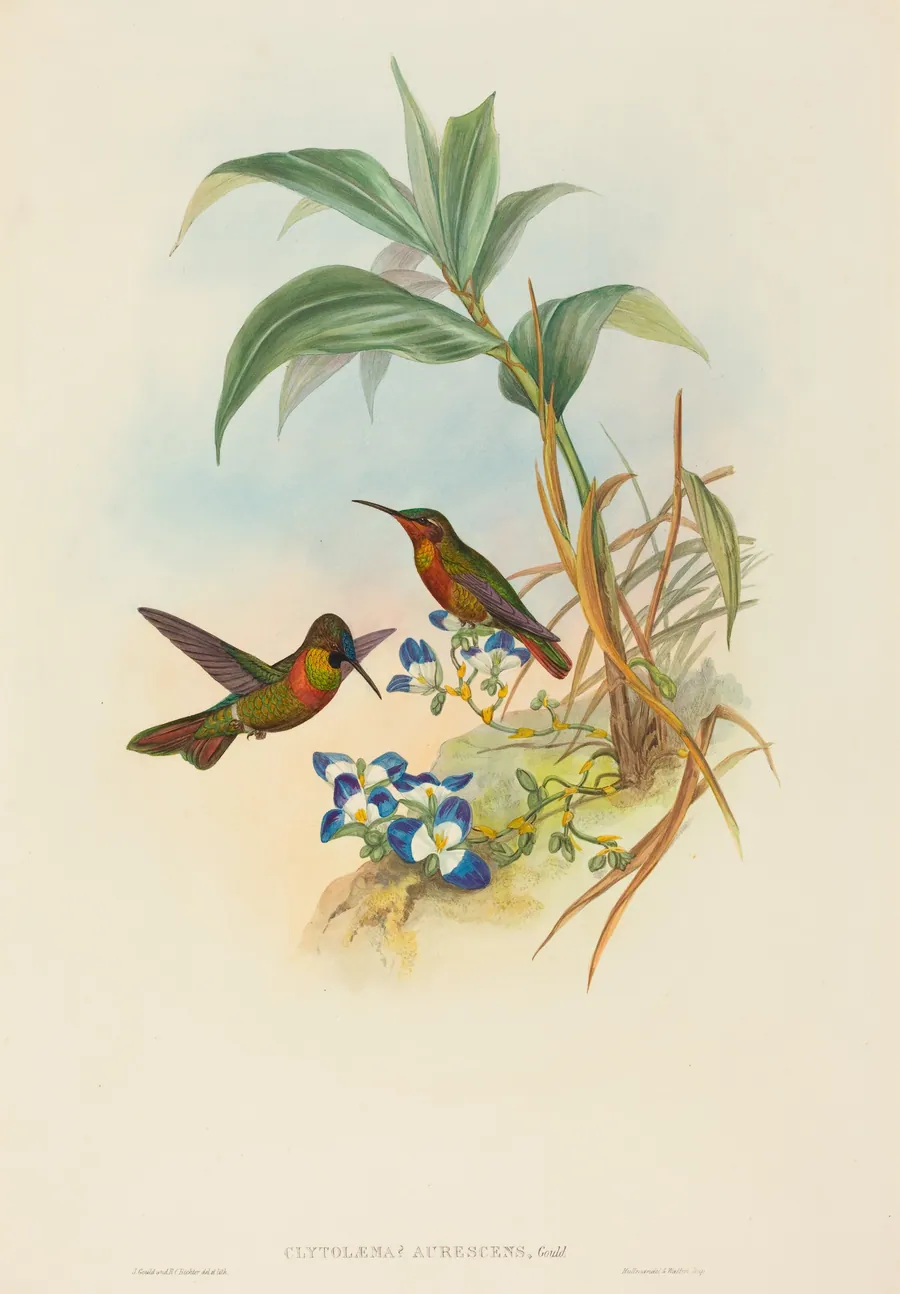 Clytolaema aurescens (Banded Ruby or Gould's Ruby) by John Gould