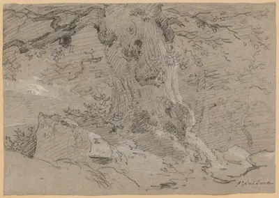 Study of Old Tree Trunk