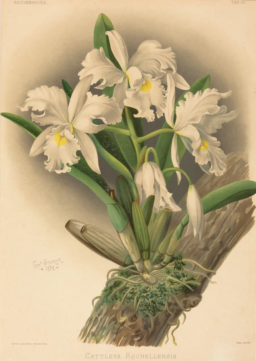 Cattleya Rochellensis by Gustav Leutzsch