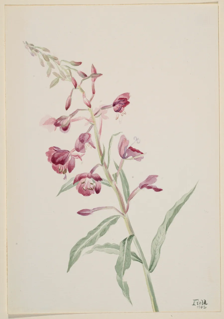 Fireweed (Epilobium angustifolium) by Mary Vaux Walcott, born Philadelphia, PA 1860-died St. Andrews, New Brunswick, Canada 1940