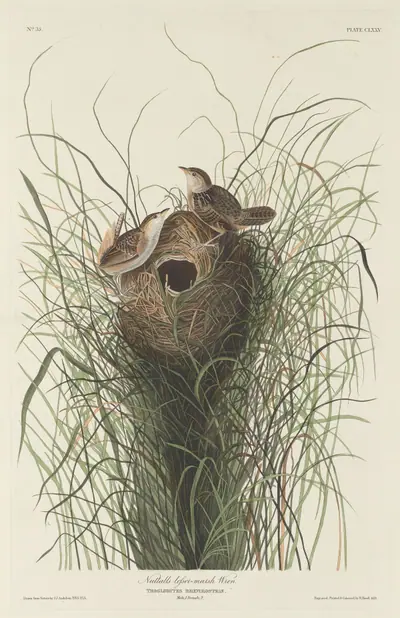 Nuttall's Lesser Marsh Wren