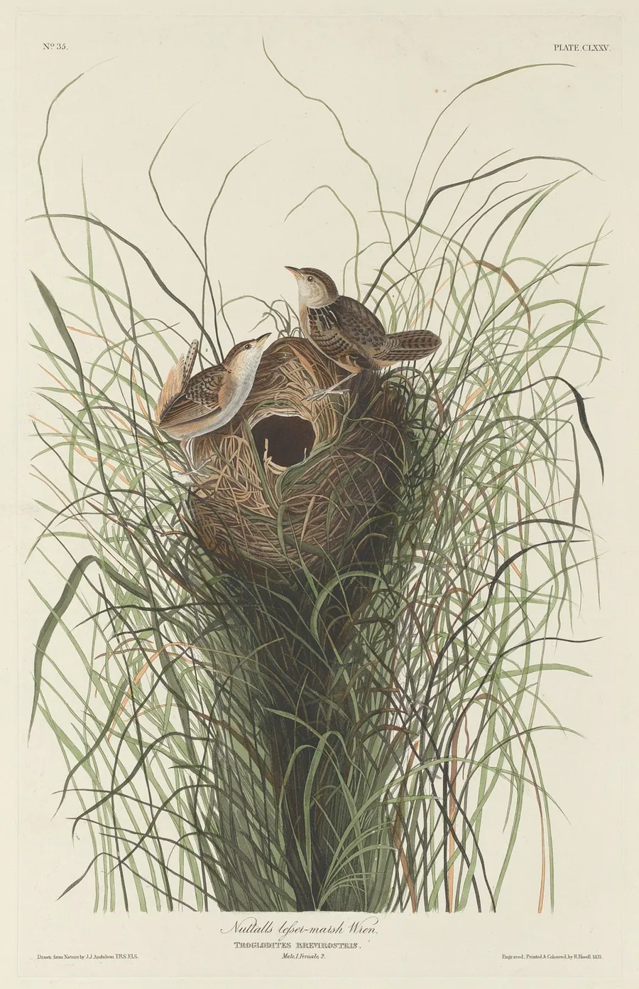 Nuttall's Lesser Marsh Wren by Robert Havell, Jr.