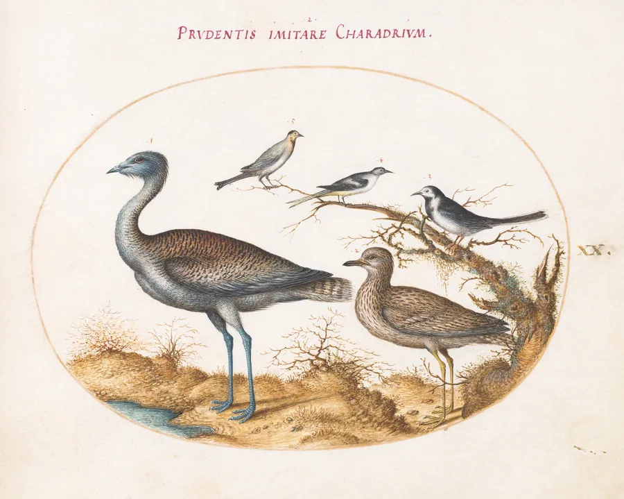 Plate 20: A Plover with Four Other Birds by Joris Hoefnagel