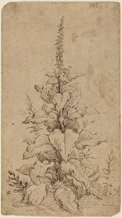 A Foxglove in Bloom