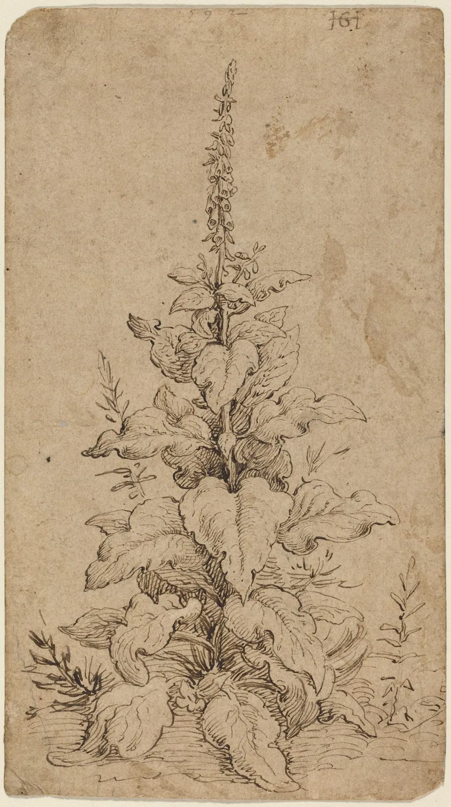 A Foxglove in Bloom by Hendrick Goltzius