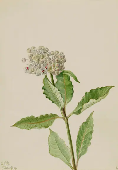 Milkweed (Ascelpias)