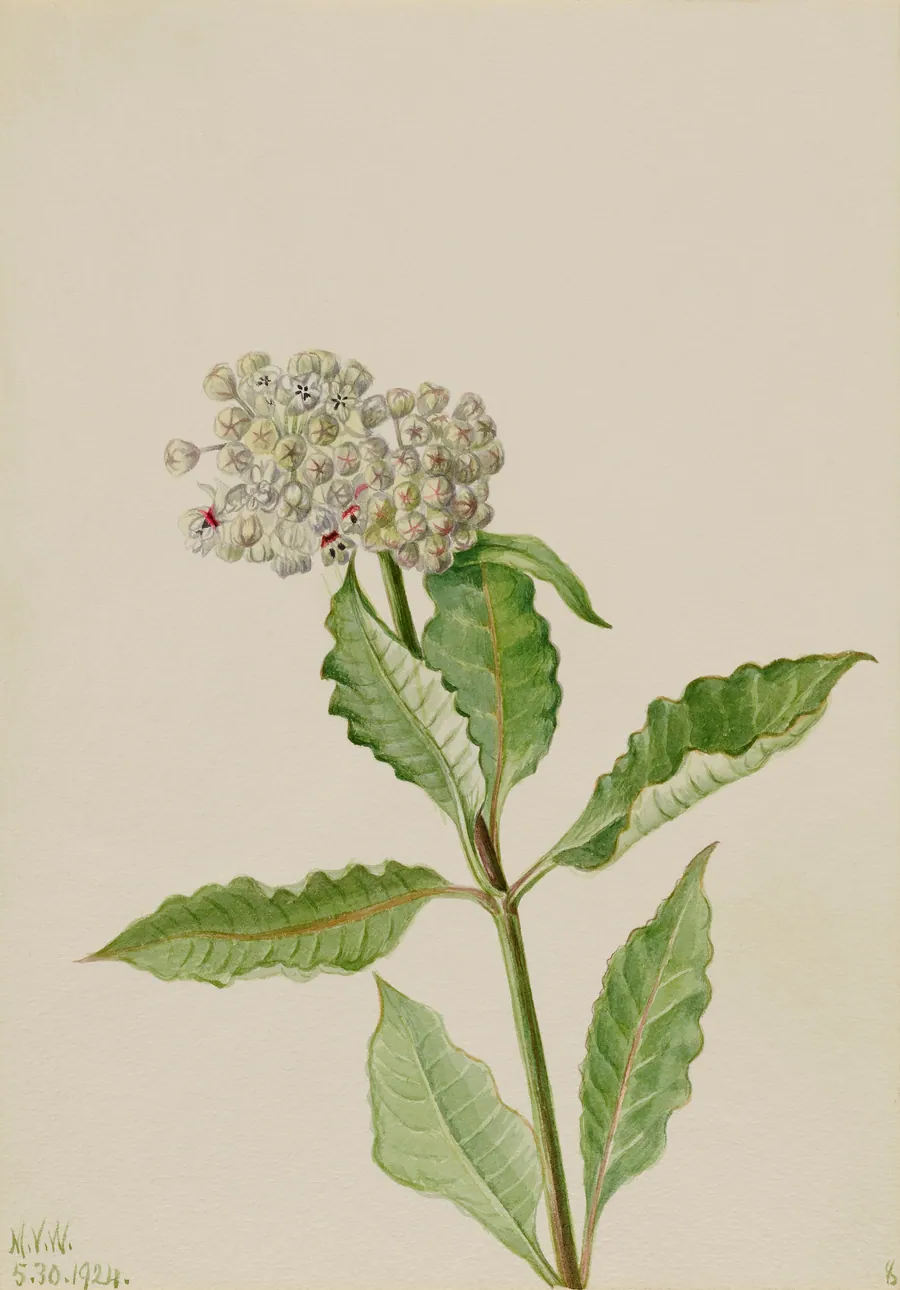 Milkweed (Ascelpias) by Mary Vaux Walcott, born Philadelphia, PA 1860-died St. Andrews, New Brunswick, Canada 1940