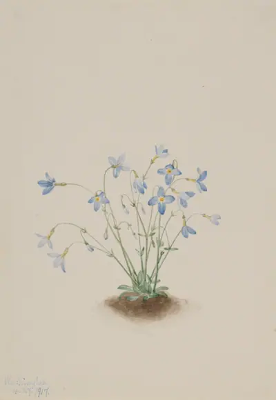 Quakerladies (Houstonia caerulea)