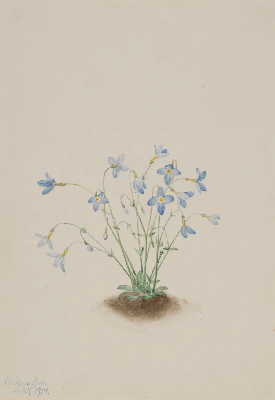 Quakerladies (Houstonia caerulea) by Mary Vaux Walcott, born Philadelphia, PA 1860-died St. Andrews, New Brunswick, Canada 1940