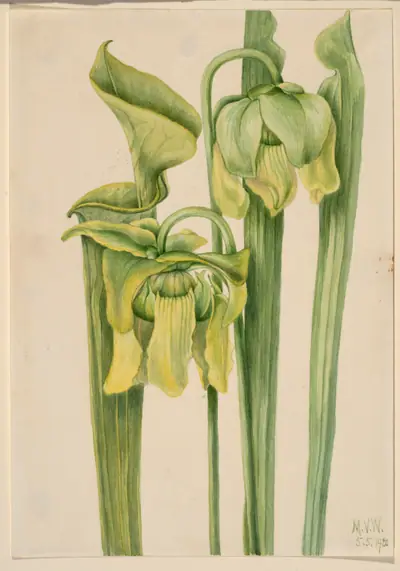 Trumpetleaf (Sarracenia flava)
