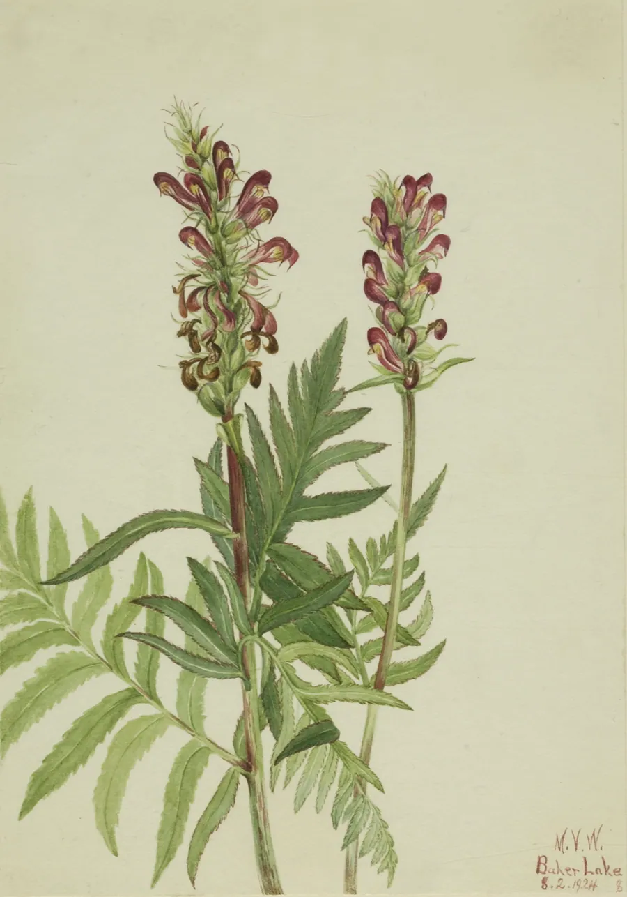Red-Helmet (Pedicularis bracteosa) by Mary Vaux Walcott, born Philadelphia, PA 1860-died St. Andrews, New Brunswick, Canada 1940