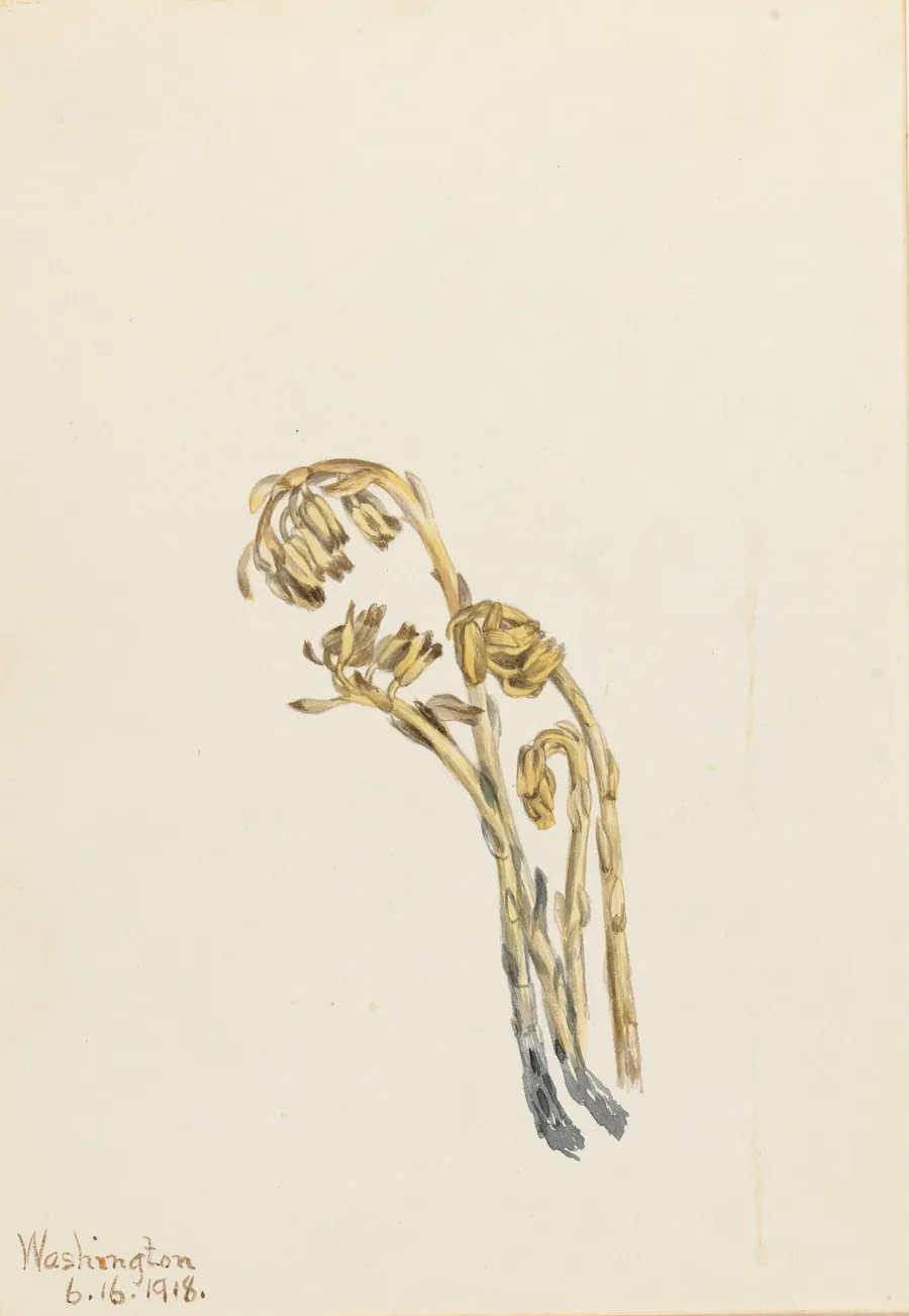 Pale Pinesap (Hypopitys americana) by Mary Vaux Walcott, born Philadelphia, PA 1860-died St. Andrews, New Brunswick, Canada 1940