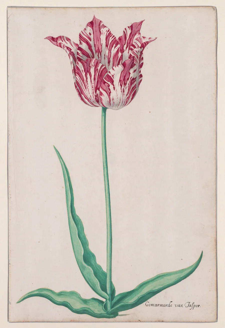 Study of a Tulip (Gemarmerde van Jasper) by Pieter Holsteyn II