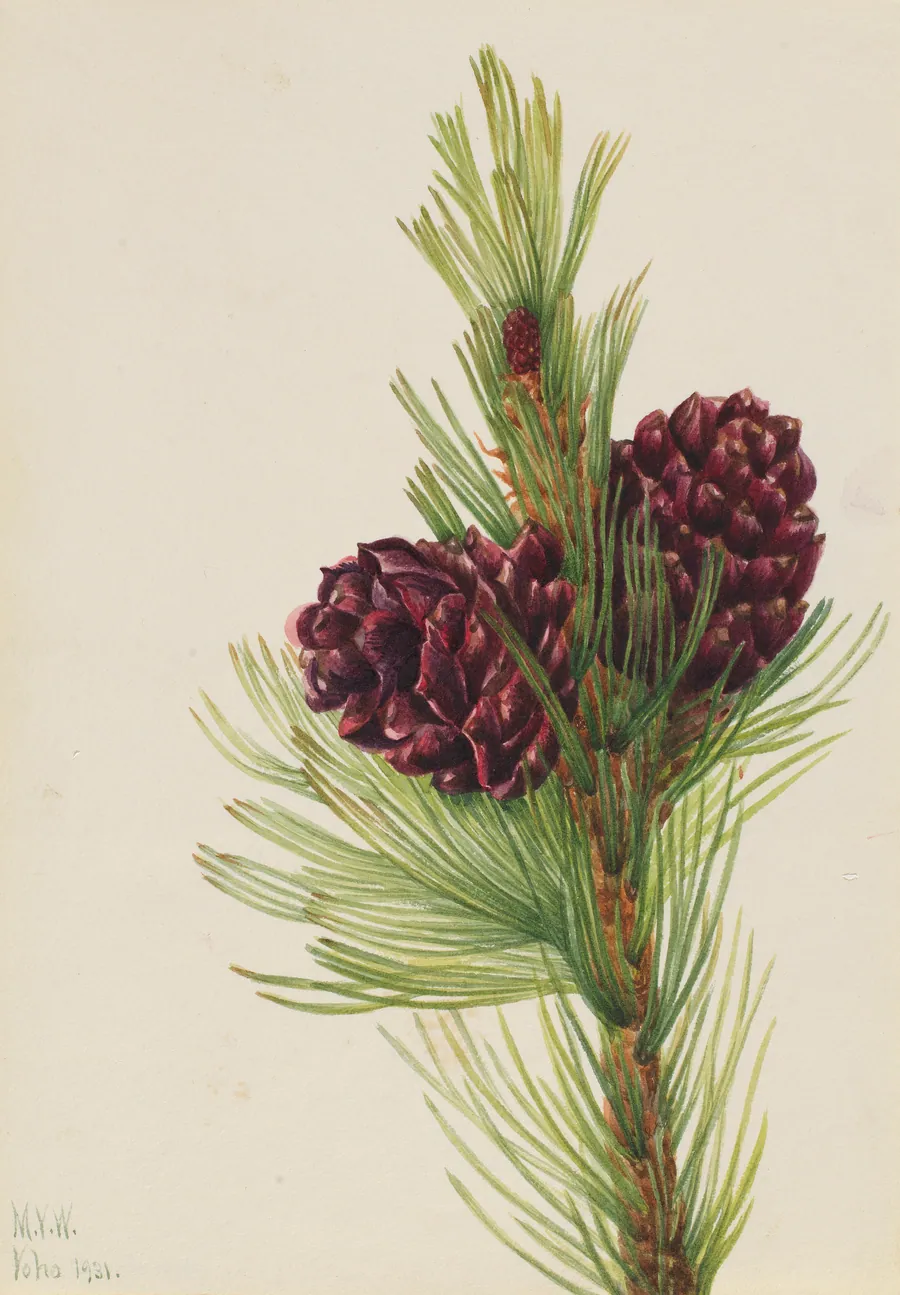 Whitebark Pine (Pinus albicaulis) by Mary Vaux Walcott, born Philadelphia, PA 1860-died St. Andrews, New Brunswick, Canada 1940