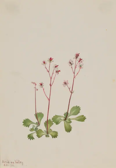 Redstem Saxifrage (Saxifraga lyallii)