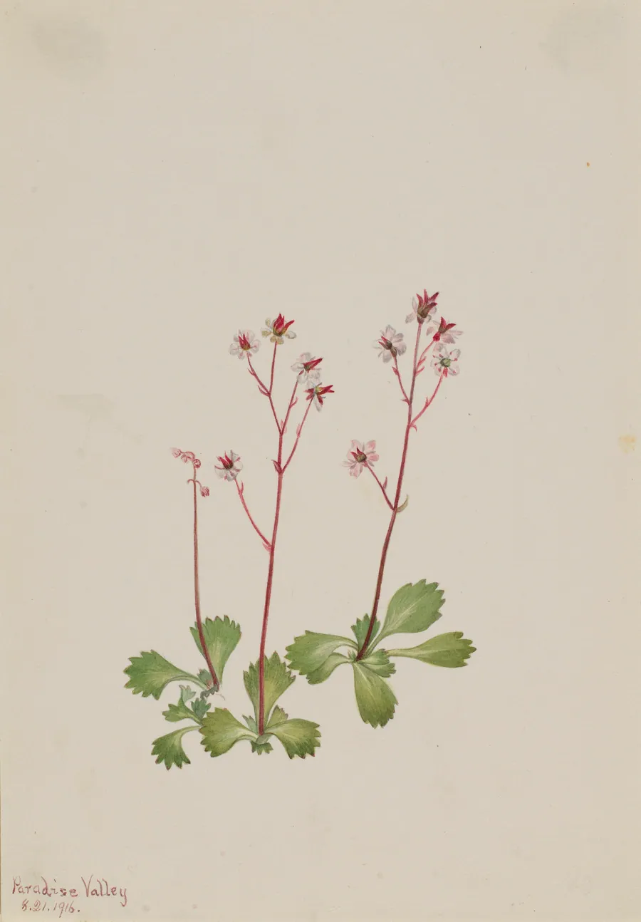 Redstem Saxifrage (Saxifraga lyallii) by Mary Vaux Walcott, born Philadelphia, PA 1860-died St. Andrews, New Brunswick, Canada 1940