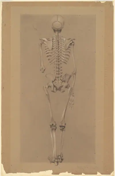 Rear View of a Skeleton