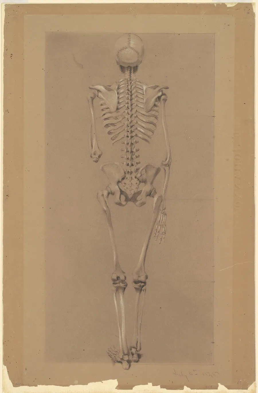 Rear View of a Skeleton by Daniel Huntington