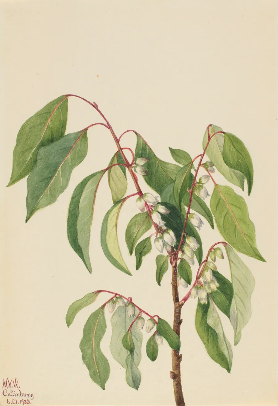 Persimmon (Diospyros virginiana) by Mary Vaux Walcott, born Philadelphia, PA 1860-died St. Andrews, New Brunswick, Canada 1940