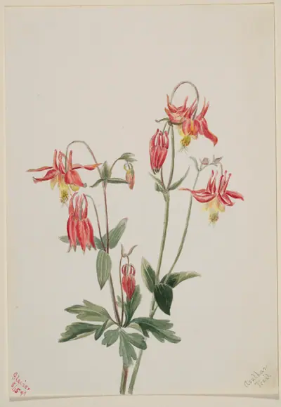 Red Columbine (Aquilegia formosa)
