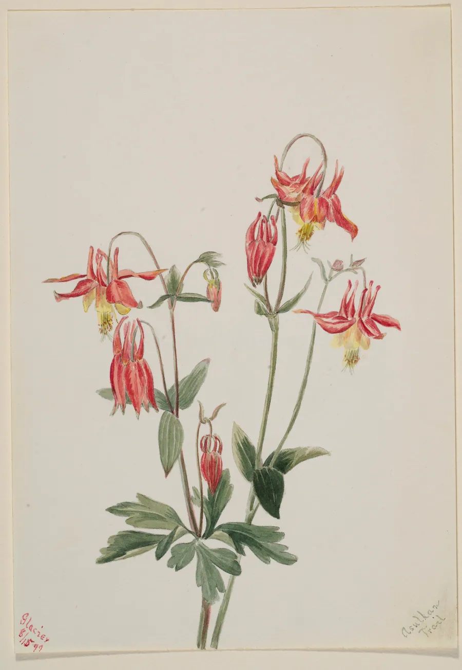 Red Columbine (Aquilegia formosa) by Mary Vaux Walcott, born Philadelphia, PA 1860-died St. Andrews, New Brunswick, Canada 1940