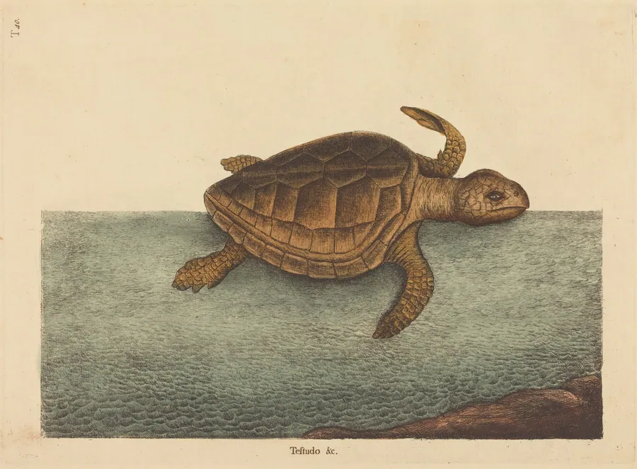 The Logger-head Turtle (Testudo Cavanna) by Mark Catesby