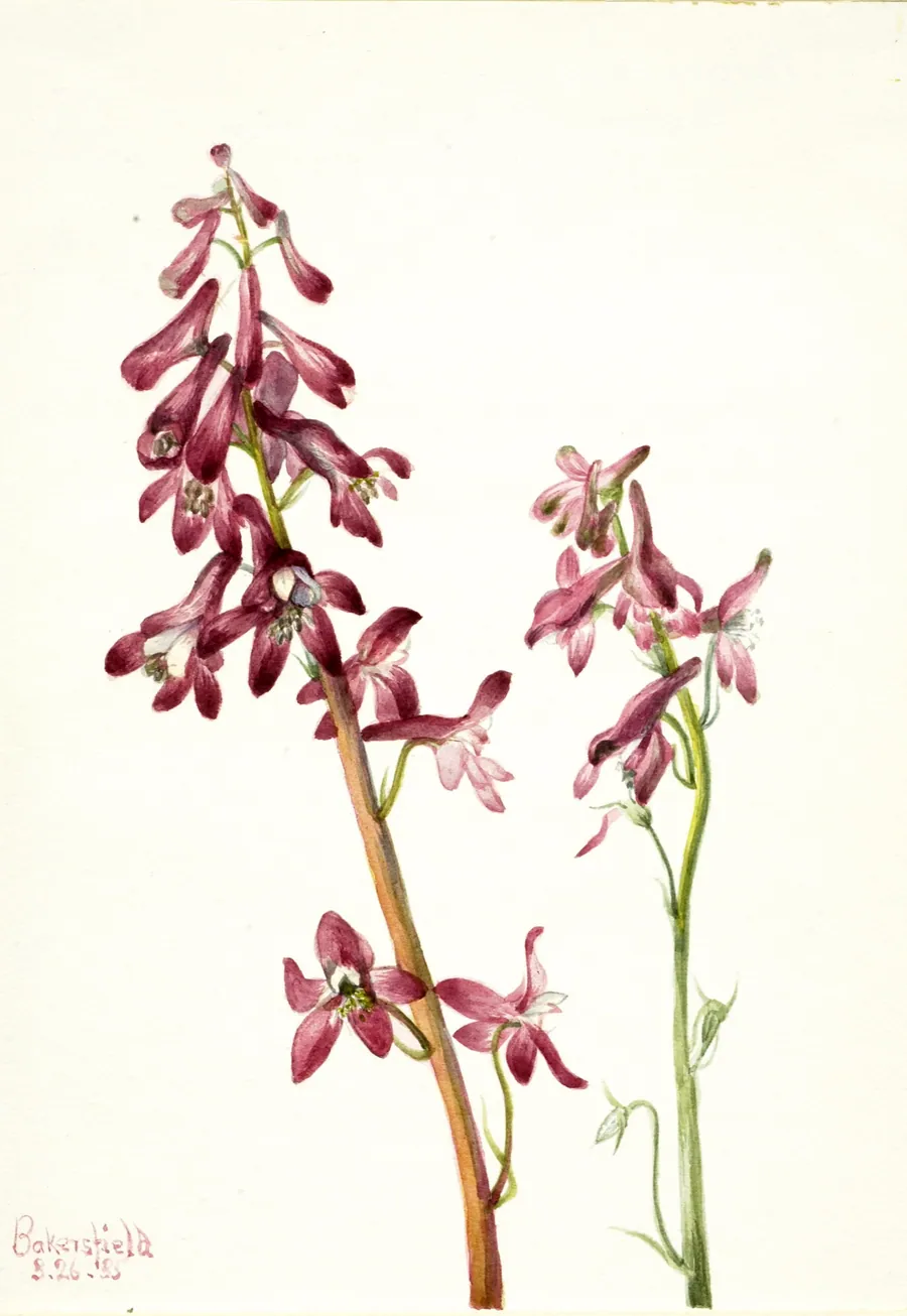 Red Larkspur (Delphinium nudicale) by Mary Vaux Walcott, born Philadelphia, PA 1860-died St. Andrews, New Brunswick, Canada 1940