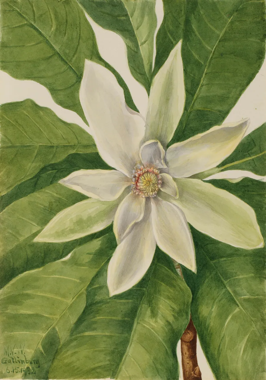 Umbrella Tree (Magnolia tripetala) by Mary Vaux Walcott, born Philadelphia, PA 1860-died St. Andrews, New Brunswick, Canada 1940