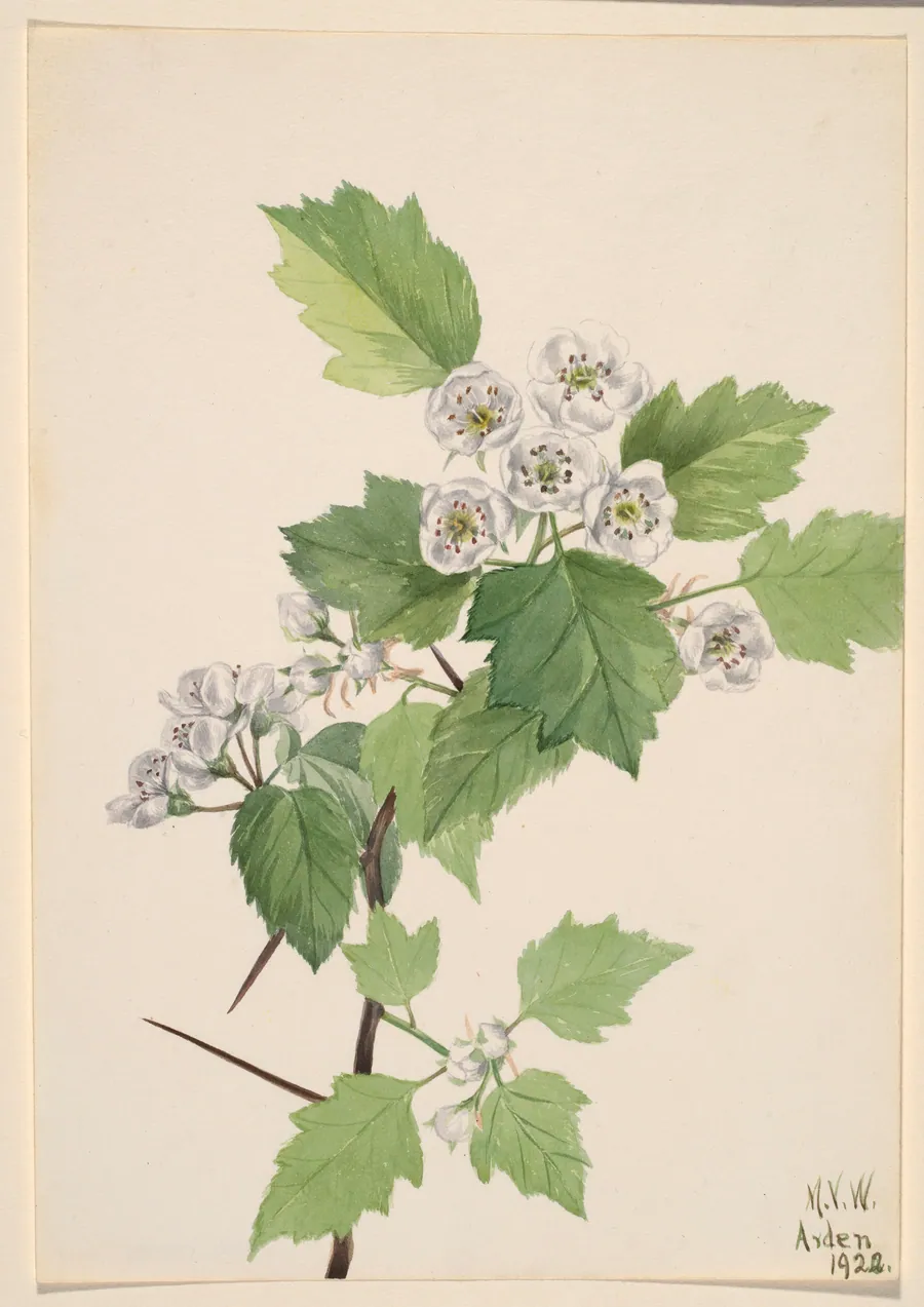 Thicket Hawthorn (Crataegus coccinea) by Mary Vaux Walcott, born Philadelphia, PA 1860-died St. Andrews, New Brunswick, Canada 1940