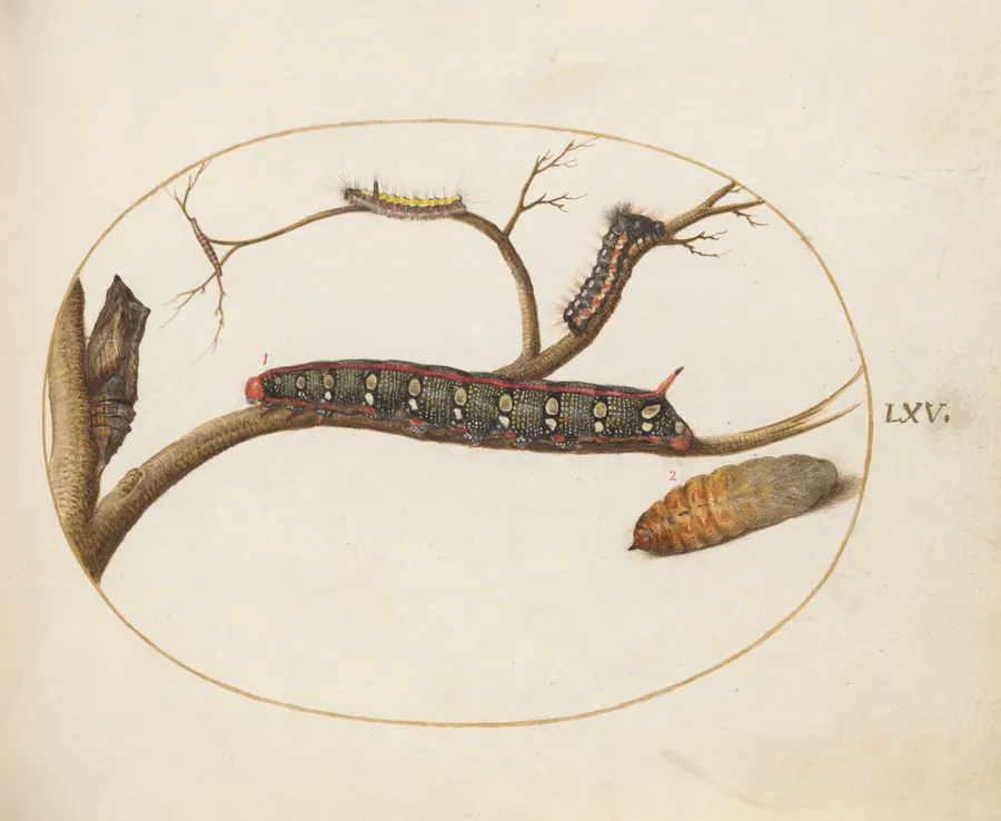 Plate 60: Leafy Spurge Hawkmoth Caterpillar, Gray Dagger Caterpillar, and Pupae by Joris Hoefnagel