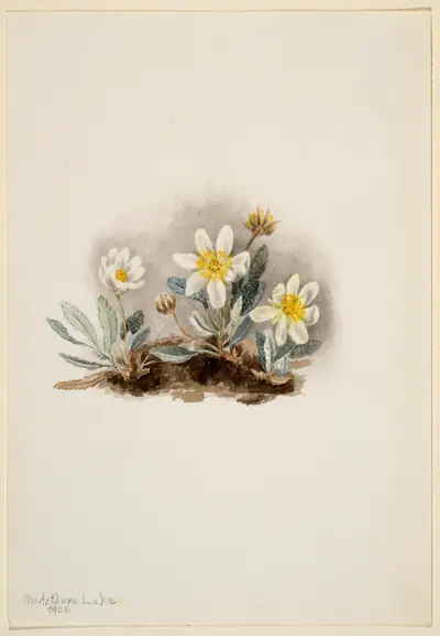 White Dryad (Dryas octopetala)