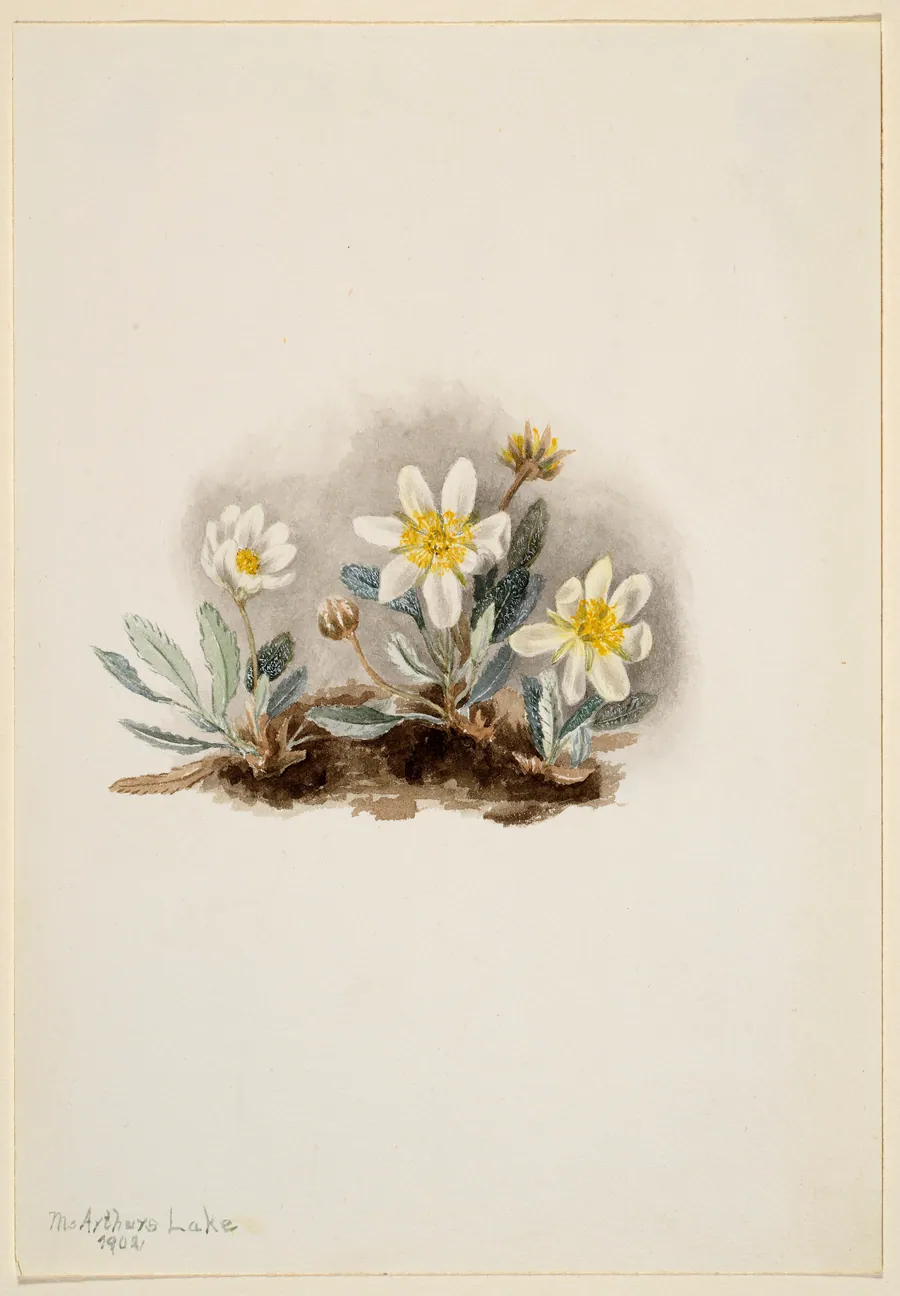 White Dryad (Dryas octopetala) by Mary Vaux Walcott, born Philadelphia, PA 1860-died St. Andrews, New Brunswick, Canada 1940