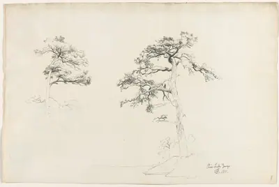 Pine, Lake George