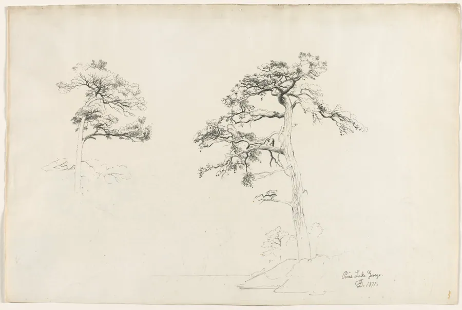 Pine, Lake George by David Johnson