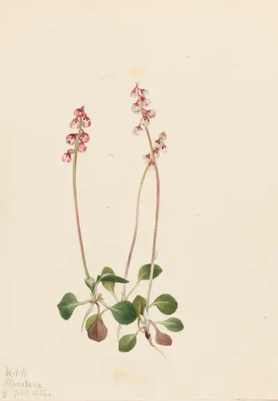 Small Pyrola (Pyrola minor)