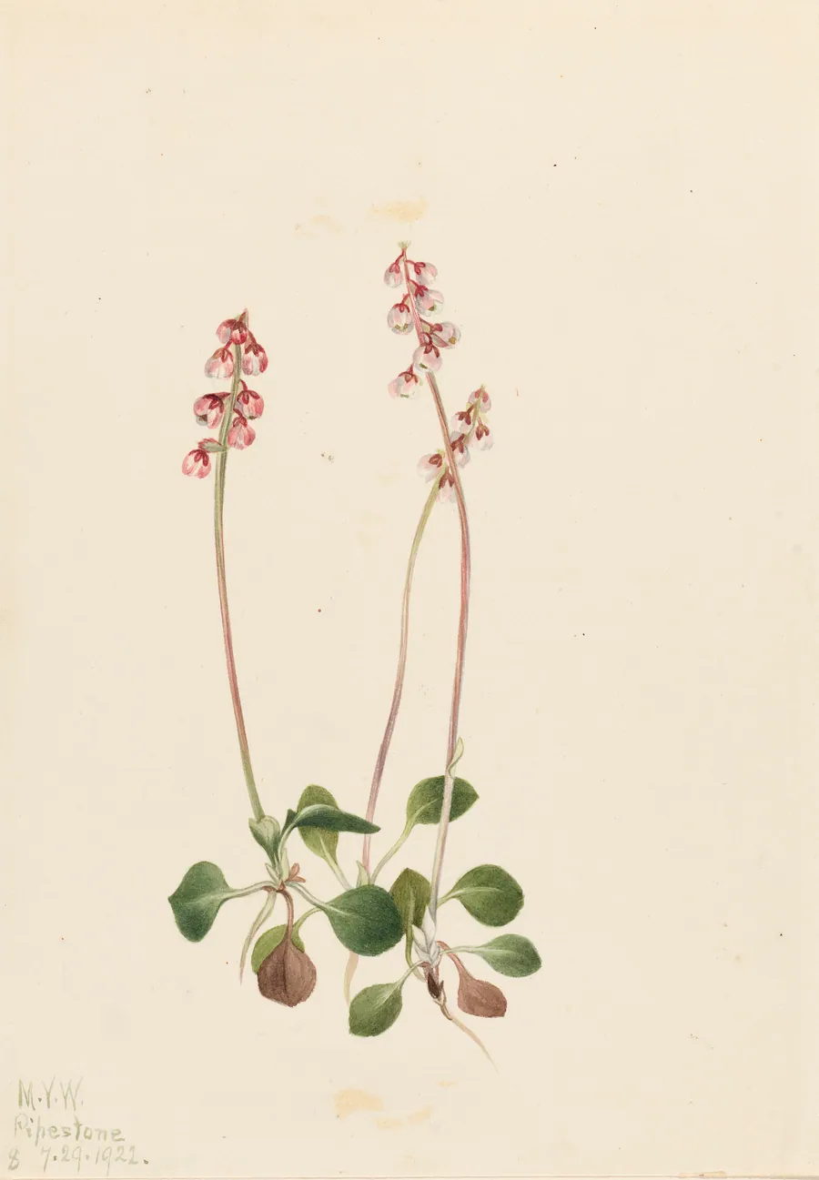 Small Pyrola (Pyrola minor) by Mary Vaux Walcott, born Philadelphia, PA 1860-died St. Andrews, New Brunswick, Canada 1940