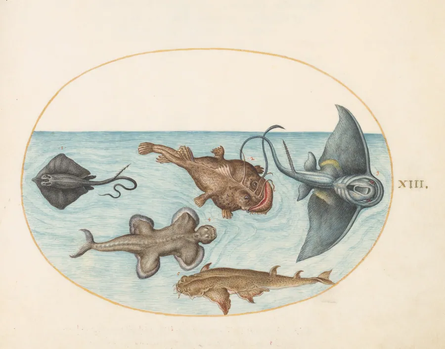 Plate 13: Two Stingrays, an Anglerfish, a Monkfish(?) and an  Angel Shark by Joris Hoefnagel