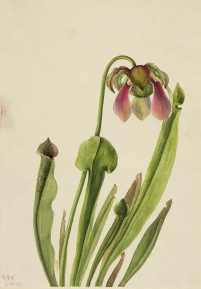 Catesby Pitcherplant (Sarracenia catesaei)
