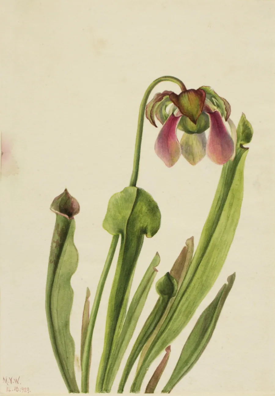Catesby Pitcherplant (Sarracenia catesaei) by Mary Vaux Walcott, born Philadelphia, PA 1860-died St. Andrews, New Brunswick, Canada 1940
