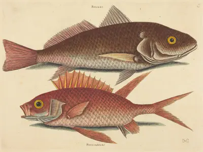 The Croker (Perca undulata)