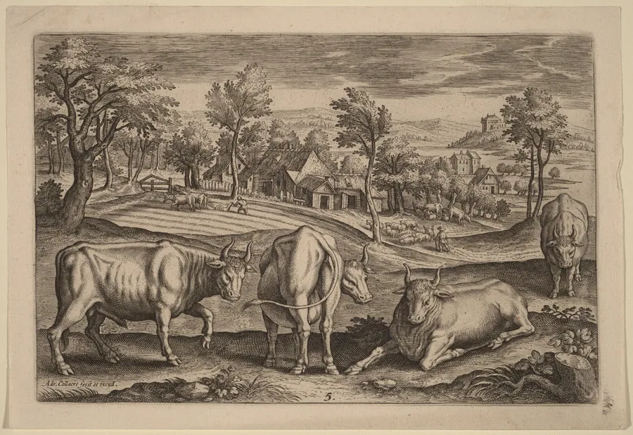 Four Bulls by Adriaen Collaert