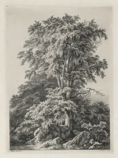 Studies Drawn and Engraved after Nature: The Beach, Fontainebleau (Études dessinées et Gravées D'après nature: Le hêtre, Fontainebleau)