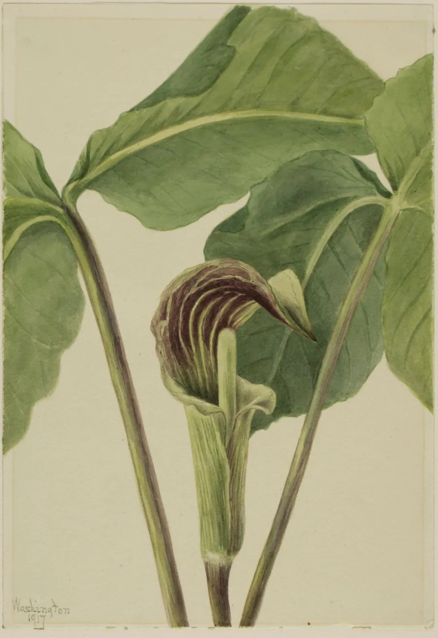Jack-in-the-pulpit (Arisaema triphyllum) by Mary Vaux Walcott, born Philadelphia, PA 1860-died St. Andrews, New Brunswick, Canada 1940