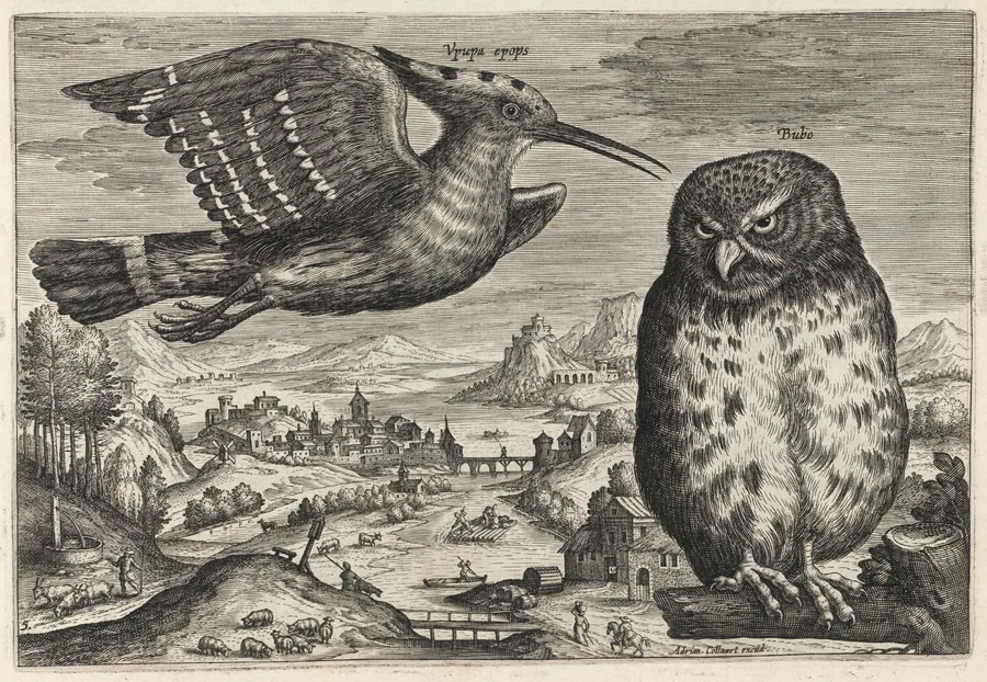 Hoopoe and Owl by Adriaen Collaert