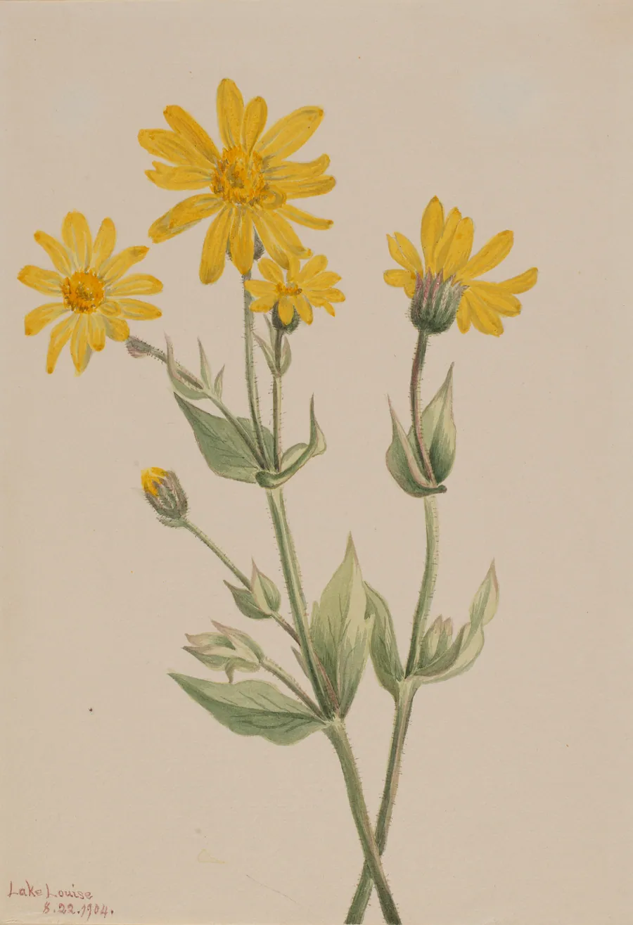 Arnica (Arnica latifolia) by Mary Vaux Walcott, born Philadelphia, PA 1860-died St. Andrews, New Brunswick, Canada 1940